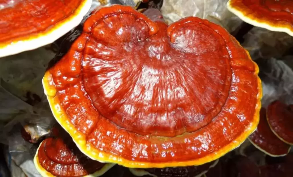 Reishi mantarı Zararları ürün banner
