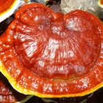 Reishi mantarı Zararları