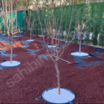 Bahçe peyzajında kırmızı volkanik ponza taşı ve beyaz ağaç dipleri ile yapılmış zemin düzenlemesi.