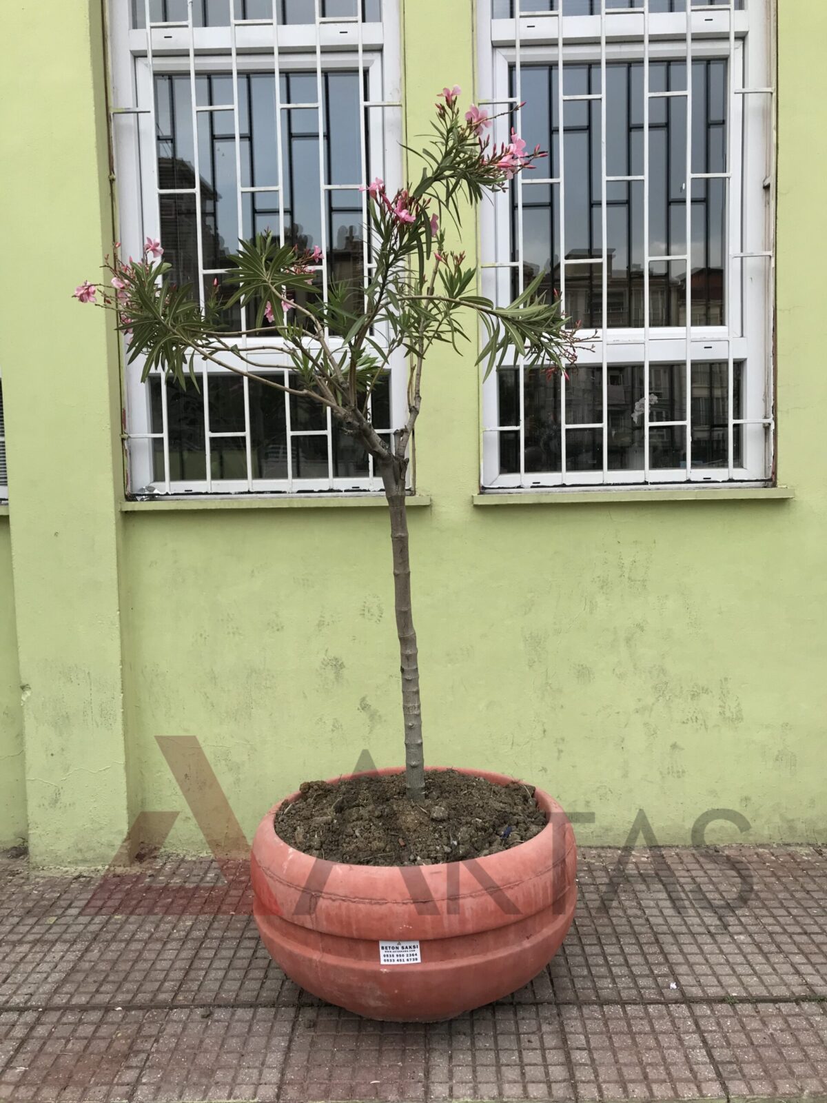 Aktaş Yuvarlak Beton Saksı (80x80x40 cm) – Canlı Kırmızı Renk