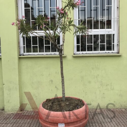 Aktaş Yuvarlak Beton Saksı (80x80x40 cm) – Canlı Kırmızı Renk